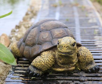 Stone turtle decor
